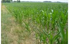 Property photo 13 - 51.5 Acres Offered in 5 tracts, 2 Farm Sites